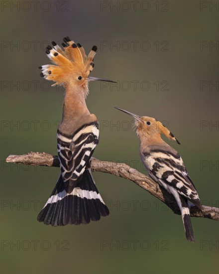 Hoopoe (Upupa epops) Bird of the Year 2022, male with food for his female, bridal gift, pair formation, courtship, begging for food, foraging, erected bonnet, pair, breeding cavity, sunrise, interaction, flying, climate change, Middle Elbe Biosphere Reserve, Saxony-Anhalt, Germany
