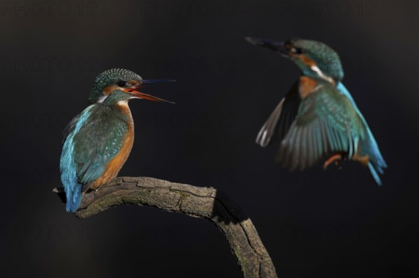 Kingfisher (Alcedo atthis) Indicator of clean watercourses, male and female at sunrise, perched on branch, courtship, mating, pair formation, habitat, Flying Gem, Middle Elbe River Landscape, Middle Elbe Biosphere Reserve, Saxony-Anhalt, Germany