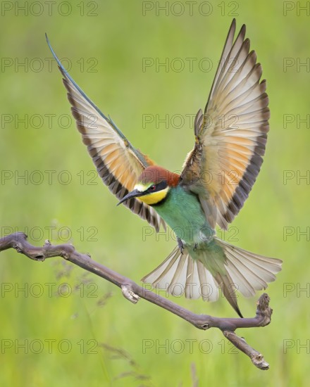 Bee-eater (Merops apiaster) newcomer to Saxony-Anhalt, blaze of colour, approaching, flying, wings spreading, sunrise, Germany