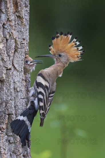 Hoopoe (Upupa epops) Bird of the Year 2022, male with food for the young bird, begging for food, foraging, erected canopy, breeding den, nesting site, tree hollow, young bird feeding, sunrise, interaction, flying, climate change, Middle Elbe Biosphere Reserve, Saxony-Anhalt, Germany