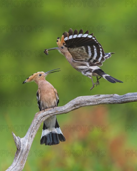 Hoopoe (Upupa epops) Bird of the Year 2022, male with food for his female, bridal gift, pair formation, courtship, foraging, erected bonnet, pair, breeding den, sunrise, interaction, flying, begging for food, climate change, Middle Elbe Biosphere Reserve, Saxony-Anhalt, Germany
