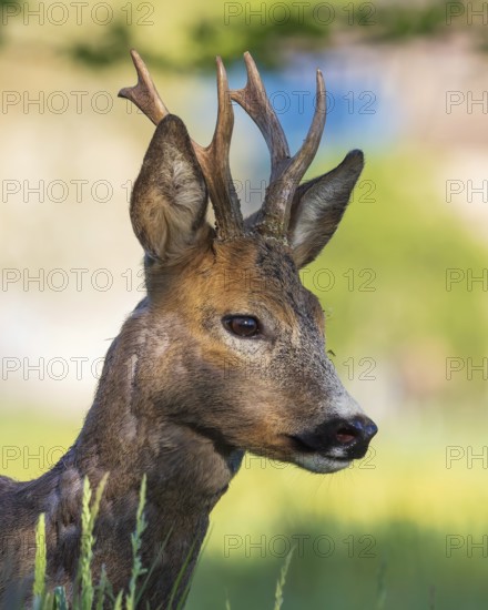 Roe deer (Capreolus capreolus) roebuck, buck hunting, hunting ground, May buck, horns, horns, portrait, head, Middle Elbe Biosphere Reserve, Saxony-Anhalt, Germany
