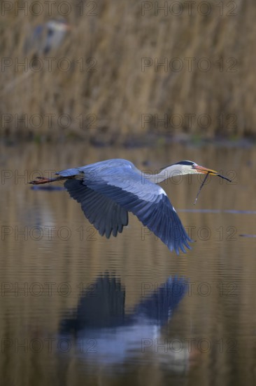 Grey heron (Ardea cinerea), adult heron in flight in front of reeds with nesting material in its beak, evening light, Neckar valley, Baden-Württemberg, Germany