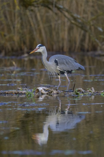 Grey heron (Ardea cinerea), adult heron standing on a water lily root in the water, Neckar valley, Baden-Württemberg, Germany