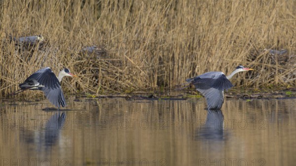Grey heron (Ardea cinerea), disputes in front of the colony in the reeds, Neckar valley, Baden-Württemberg, Germany