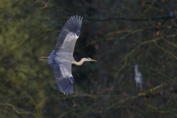Grey heron (Ardea cinerea), adult heron in flight, evening light, Neckar valley, Baden-Württemberg, Germany