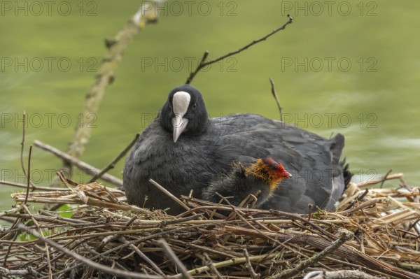 A burbot (Fulica atra) broods its two-day-old chicks on its nest. Bas rhin, Alsace, grand est, France