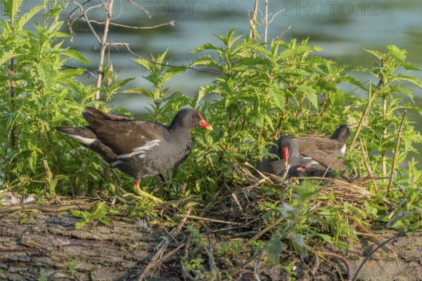 A pair of Common Moorhens (Gallinula chloropus) are looking after their few-day-old chicks.Bas rhin, alsace, grand est, France