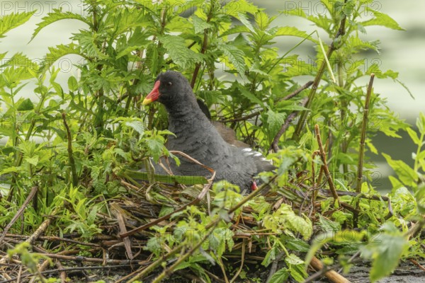 A Moorhen (Gallinula chloropus) on its nest broods its few-day-old chicks. Bas rhin, Alsace, grand est, France