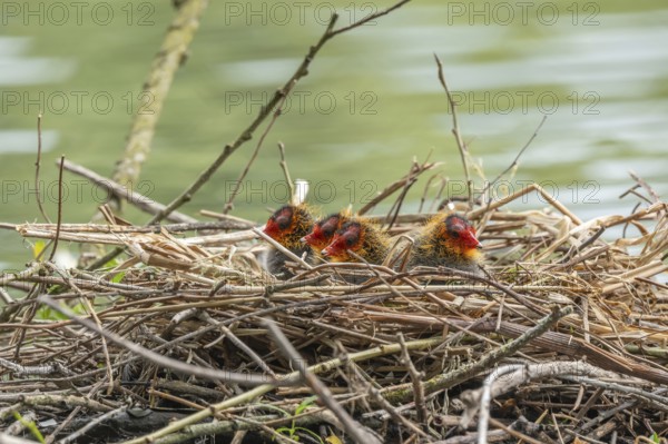Two-day-old coelacanth (Fulica atra) in its nest. Bas rhin, Alsace, grand est, France