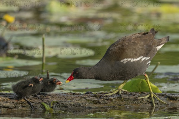 A common moorhen (Gallinula chloropus) provides food for its two-week-old young owl. Bas rhin, Alsace, grand est, France