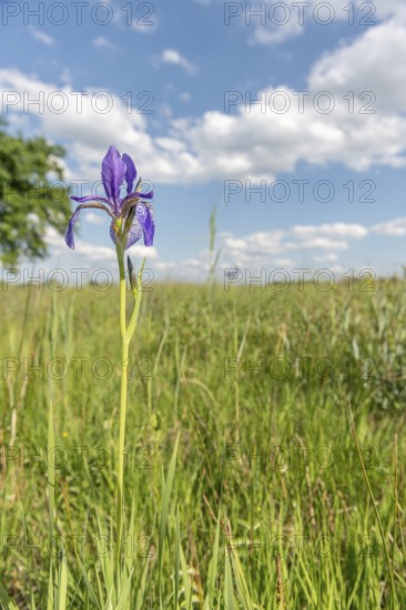 Siberian iris flowers in a meadow in a protected nature reserve. Herbsheim, Bas rhin, Alsace, grand est, France