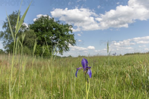 Siberian iris flowers in a meadow in a protected nature reserve. Herbsheim, Bas rhin, Alsace, grand est, France