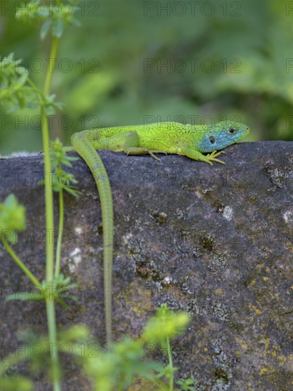 Western green lizard (Lacerta bilineata), resting on a stone of a dry stone wall, Neckar valley, Baden-Württemberg, Germany
