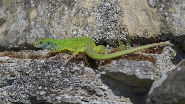 Western green lizard (Lacerta bilineata), resting on a stone of a dry stone wall, Neckar valley, Baden-Württemberg, Germany
