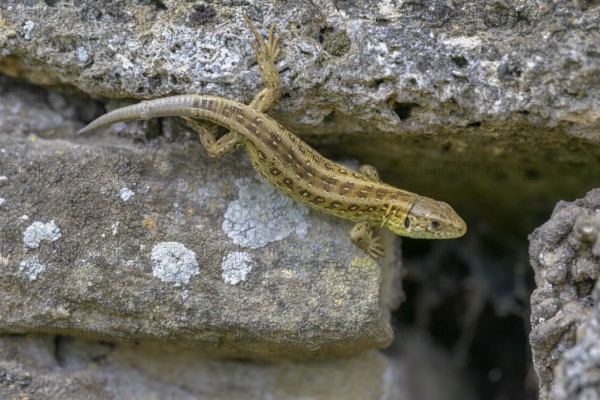 Sand lizard (Lacerta agilis), female, resting on a stone of a dry stone wall, Neckar valley, Baden-Württemberg, Germanyå