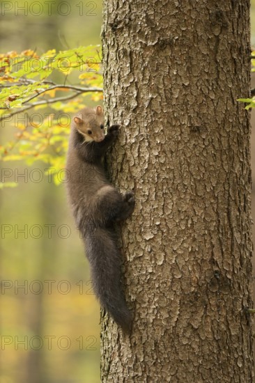 Climbing marten... Stone marten (Martes foina) climbs up a tree like a marten, pauses for a moment, looks down, funny picture of marten in autumn atmosphere, autumn mood, golden October, wildlife, native nature, animal world, Germany