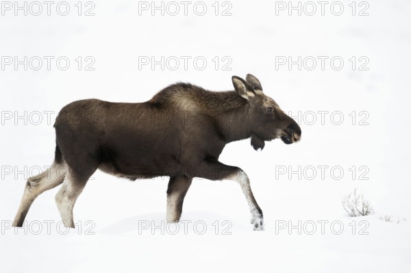 Young bull moose in the snow... Elk (Alces alces), male animal in winter with shed antlers running, trudging through high snow, reduction to a few colours makes for an interesting picture impression, eye-catcher, funny picture, USA, Wyoming, Yellowstone National Park