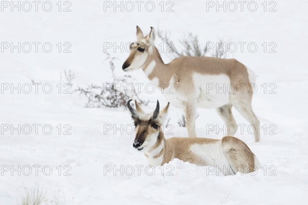 Pronghorn antelope, American antelope (Antilocapra americana), two pronghorns, male and female, a pair, in winter in the snow, Pronghorn (Antilocapra americana), two pronghorns, pair, male and female in winter, lying, resting, standing next to each other in snow, wildlife, Yellowstone, USA
