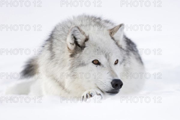 Wolf, Garuwolf, Timberwolf (Canis lupus) in winter, lying in snow, beautiful amber coloured eyes, pointed ears, impressively beautiful animal, all in white, Yellowstone, Wyoming, USA. Gray Wolf, Grey Wolf, Timberwolf (Canis lupus) in winter, lying, resting in snow, amber coloured eyes, relaxed, looks cute, Yellowstone area, Montana, USA