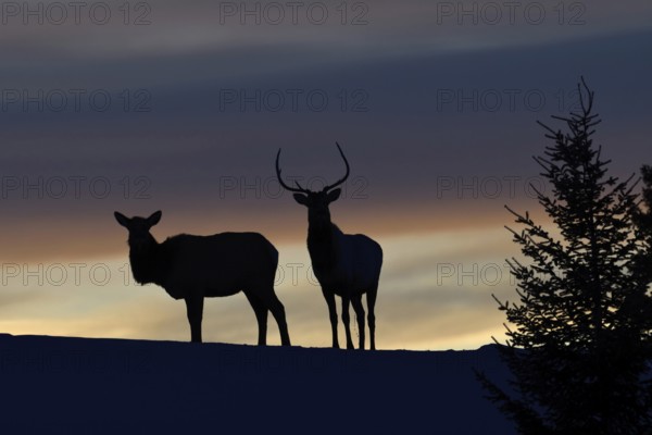 Deer, Wapitis (Cervus canadensis), North American deer, pair on a small hill, hilltop, silhouette against the evening sky after sunset, a day comes to an end, backlit photograph, Yellowstone NP, Wyoming, USA