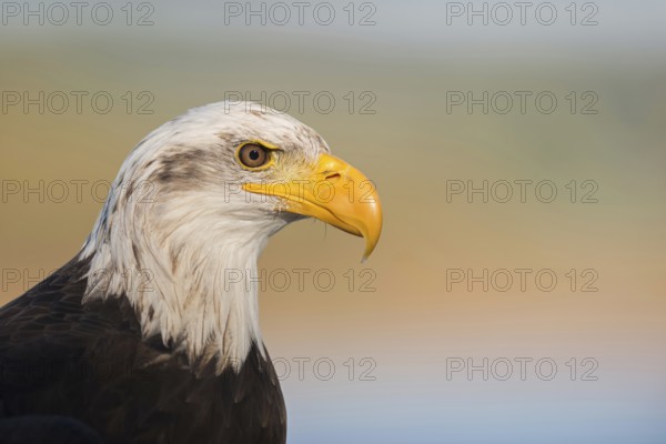 Mighty yellow beak... Bald eagle (Haliaeetus leucocephalus), impressive bird of prey, sea eagle, eagle, American national animal, heraldic bird, detailed close-up, head portrait