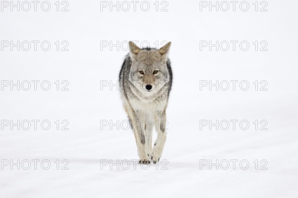 Eye contact... Coyote (Canis latrans) in winter walking directly towards the camera, frontal shot in the snow, intense gaze, slim but strong physique, resembles a wolf, is therefore also called prairie wolf or steppe wolf