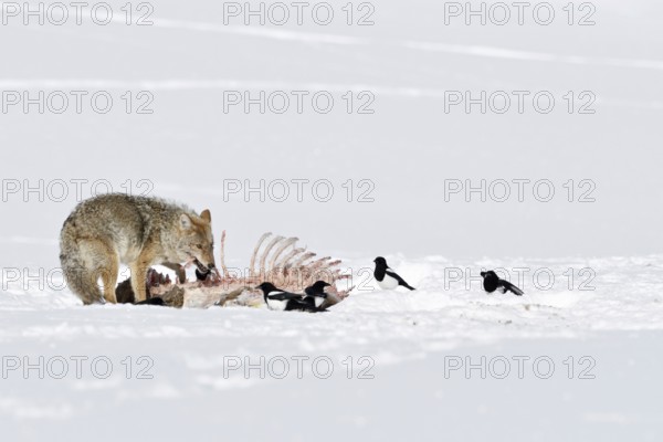Beneficiaries of the wolf kill... Coyote (Canis latrans) feeds on the remains of a carcass lying in the high snow, carrion is one of the most important food sources for coyotes, essential for survival in winter