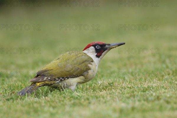 Rainy wet... Green woodpecker (Picus viridis), also known as the pileated woodpecker, looking for ants in a lawn, foraging on the ground, native fauna, wildlife, North Rhine-Westphalia, Germany