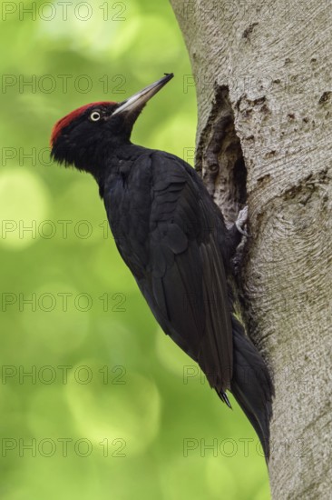 Black Woodpecker (Dryocopus martius), adult male, perched in font of its nesting hole in a tree trunk, watching, in spring, wildlife Europe, Black Woodpecker (Dryocopus martius) adult male, perched in font of its nesting hole in a tree trunk, watching, in spring, wildlife Europe
