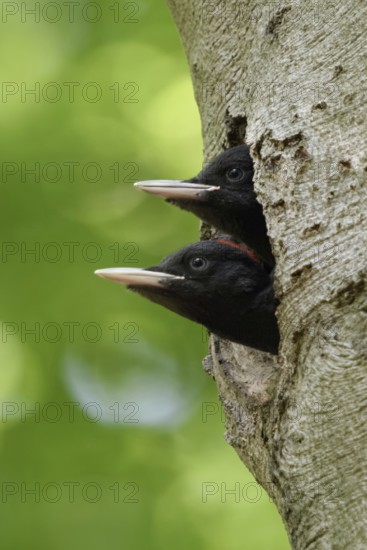 Black Woodpecker (Dryocopus martius), two young birds looking expectantly out of a natural nest hole in an old beech tree in the forest, cute young birds, funny picture, series Tierkinder, wildlife, native nature, animal world, Germany, Europe Black Woodpecker (Dryocopus martius) young birds in nest hole, male and female together, watching out of nest hole, looks funny, Europe