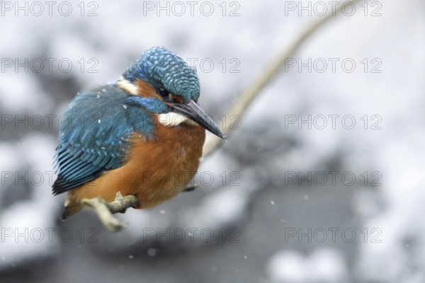 In the freezing cold... Kingfisher (Alcedo atthis) sits on a branch above the water in winter during snowfall with thickly fluffed up plumage to hunt, late onset of winter, many kingfishers starve to death when waters freeze over, wildlife, North Rhine-Westphalia, Germany