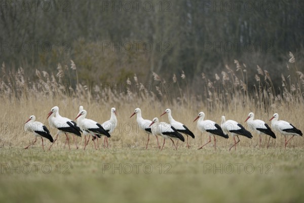 Gathered... White storks (Ciconia ciconia), white stork, stork, storks on migration, a whole group, troop, gathering, several birds, rare sight, observation, wildlife, native nature, wildlife, Germany