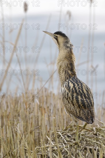 Bittern (Botaurus stellaris), adult bird in winter, climbing on a pile of sedge, reed grass, standing exposed on a small hill, reed mound, observing the surroundings, rare observation, native birdlife, wildlife, wildlife