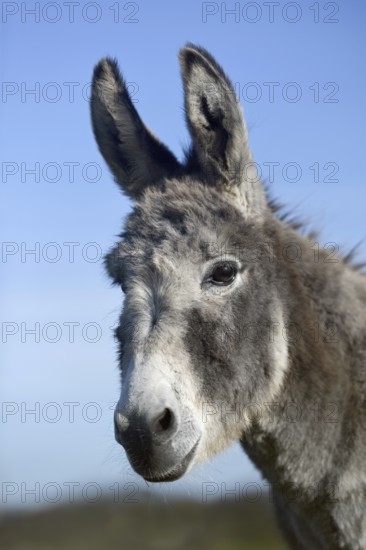 Grey donkey... Donkey (Equus asinus), domestic donkey, head portrait, also suitable for herd protection against wolves or as a therapy donkey for animal-assisted therapies, Germany