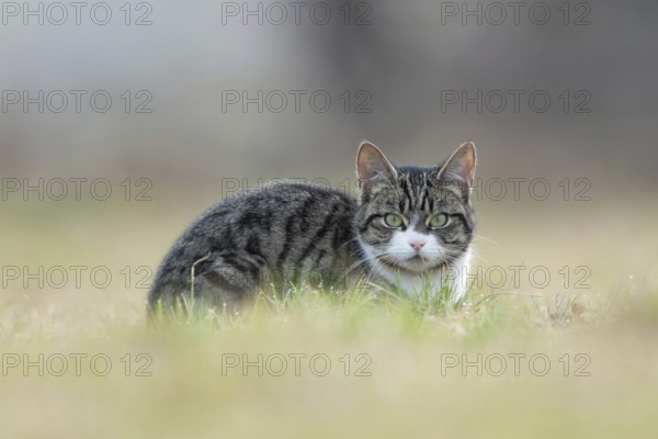 Naturally wild... Domestic cat (Felis silvestris catus), feral domestic cat, free-roaming domestic cat looks into the camera with a penetrating gaze, native nature, wildlife, North Rhine-Westphalia, Germany