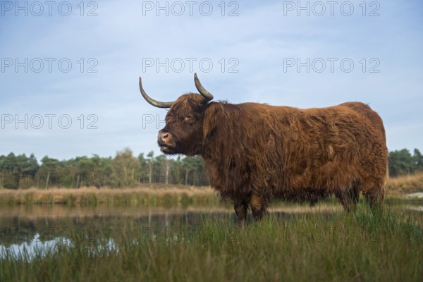 Highland cattle (Bos primigenius taurus), rustic, robust breed of cattle, grazing cattle used to maintain open landscapes such as moors and heaths, landscape conservation