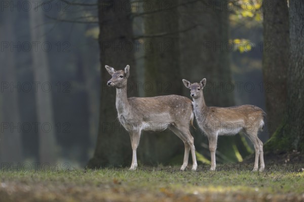 Bald deer on 8 hooves... Fallow deer (Dama dama), fallow deer, female fallow deer, fallow deer cow with already older calf, North Rhine-Westphalia, Germany