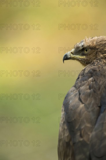 A piercing gaze... Lesser spotted eagle (Aquila pomarina), rare, highly endangered, smaller eagle species native to eastern Germany, also called Pomeranian eagle, native nature, wildlife, Germany
