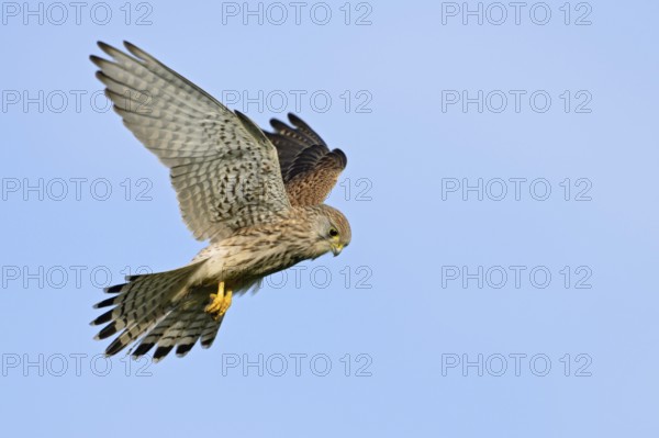 Shaking... Kestrel (Falco tinnunculus), also known as Rüttelfalke, relatively small, relatively common native bird of prey stands in the air, flies on the spot, hunts mice, wildlife, native nature, animal world, Germany