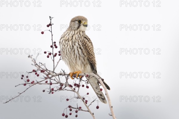 Kestrel (Falco tinnunculus), adult female in winter, well-known native small bird of prey, sitting on a bush with red berries, looking around, native birdlife, wildlife, nature, animal world, Germany