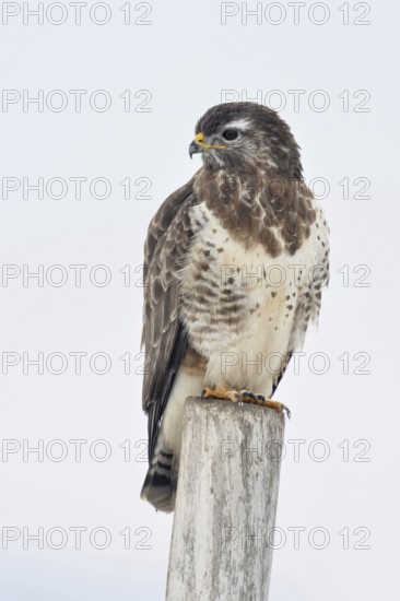 Beautiful to look at... Buzzard (Buteo buteo) in winter, most common native bird of prey, native fauna, nature, wildlife, North Rhine-Westphalia, Germany