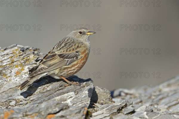 Impressive survivor... Alpine accentor (Prunella collaris), a well-adapted high mountain bird that defies the harsh living conditions at high altitudes in the Alps in all weathers