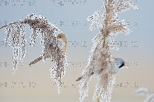 Bearded tits (Panurus biarmicus), pair, male and female, sitting on reed fronds, in reed grass, picking seeds, eating, very pretty, rare songbirds, native fauna, wildlife