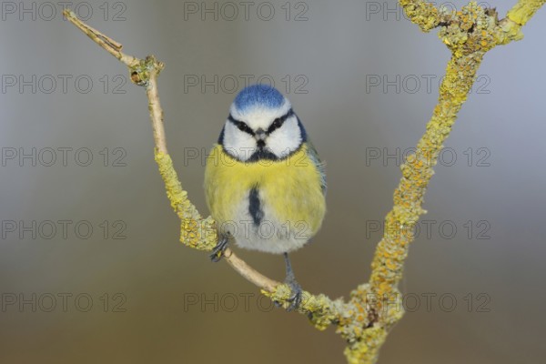 Eye contact... Blue tit (Cyanistes caeruleus) looking directly into the camera, funny picture, well-known, generally common, beautiful little songbird, next to the great tit the most common tit, with us all year round, frequent and popular guest at winter feedings, wildlife, North Rhine-Westphalia, Germany