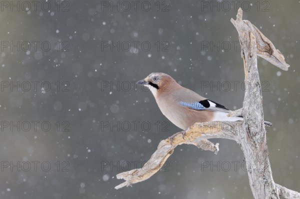 Eurasian Jay (Garrulus glandarius) in winter in snowfall, perched on an old rotten tree, in snow, snowfall, wildlife, Sweden