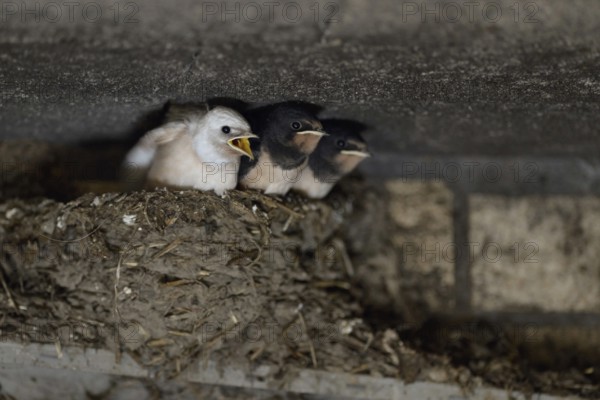 Barn Swallows (Hirundo rustica), begging chicks in nest, almost fledged, one with white plumage (gene defect), leucistic, leucism, Europe, nature, wildlife, North Rhine-Westphalia, Germany, Europe, in their natural nest made of clay and dung in an open cowshed, one of the young birds is white, gene defect, leucism, Europe