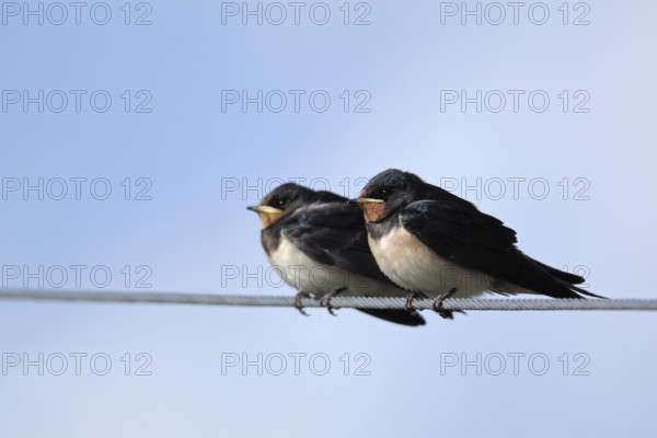 Fledged young birds... Barn swallows (Hirundo rustica), young swallows sitting on a power line in late summer, waiting to be fed, native fauna, nature, wildlife, North Rhine-Westphalia, Germany