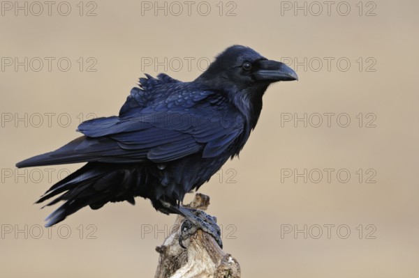 Companion of the Vikings... Raven (Corvus corax), detailed close-up of our largest raven, known for its intelligence and cunning, more common again, native birdlife, wildlife, nature, native wildlife, nature, wildlife, Mecklenburg-Vorpommern, Germany