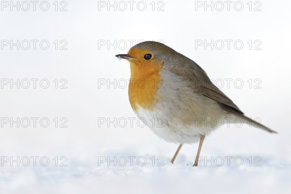 Robin (Erithacus rubecula), well-known native songbird, in winter in the snow, stays with us all year round, is a resident bird, sings in early spring, delights with its bright orange breast and dark saucer eyes, native bird world, animal world, nature, wildlife, Germany